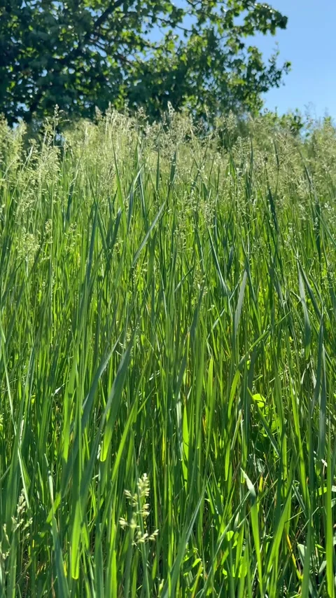 Green field  Stock Footage 338037226
