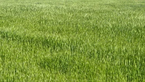 Green field Stock Footage 339111819