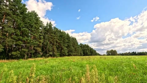 Green field with forest edge under cloudy blue sky Stock Footage 317552026