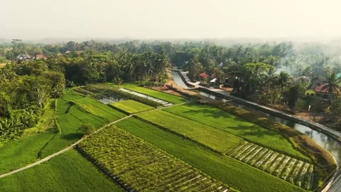 Green field, forest, irrigation path, morning afternoon village cityside Stock Footage 253619380