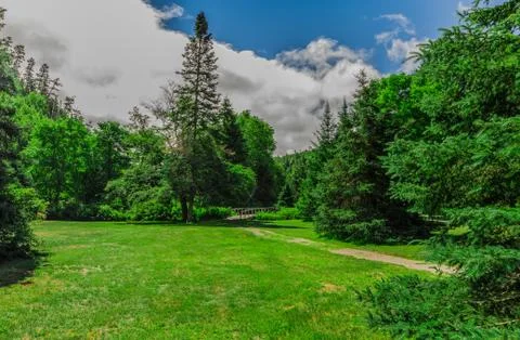 A green field in a forest Stock Photos