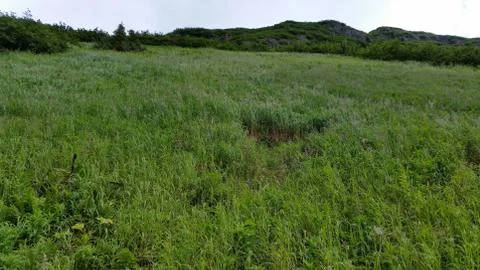 Green field in the forest Stock Photos