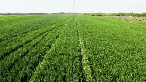 Green field of grain in motion from drone. Stock Footage 129226296