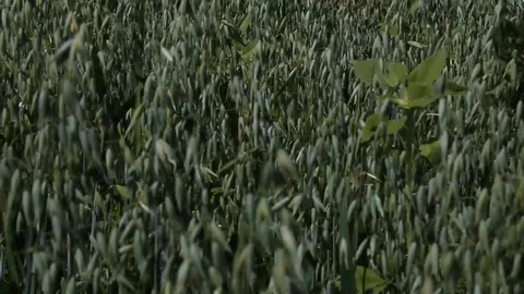 Green field of grains Stock Footage 112308898
