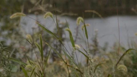 Green field grass and river Stock Footage 129671309