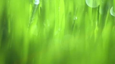 Green field with grass and water droplets on it Stock Footage 310979149