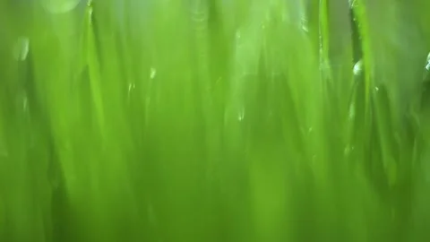 Green field with grass and water droplets on it Stock Footage 312968985