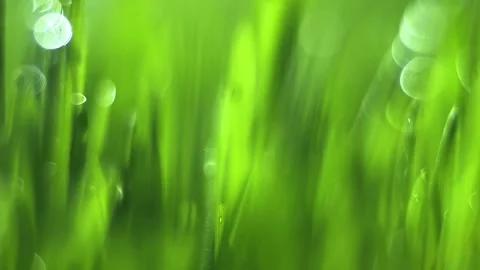 Green field with grass and water droplets Stock Footage 313290352