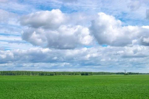 Green field of grass with big clouds on blue sky Stock Photos