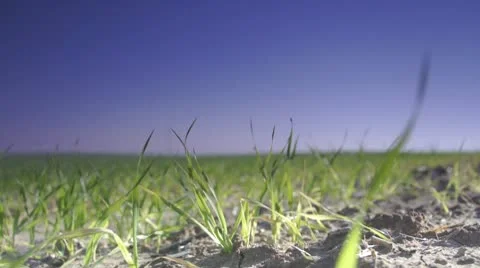 Green field, grass blades 스톡 동영상 10723888