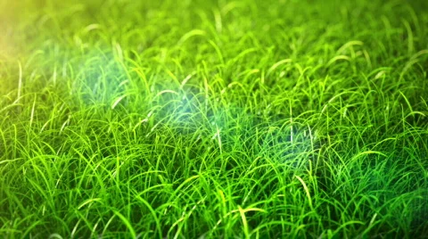 Green field grass 스톡 동영상 797912