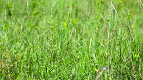 Green field of grass macro. Shot to RAW, wide dynamic range 動画素材 27962458
