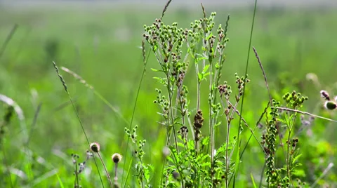 Green field of grass macro. Shot to RAW, wide dynamic range Vidéo 27962521