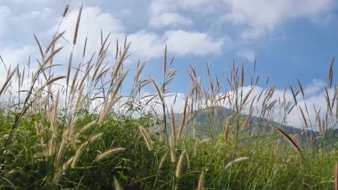 Green field grass with mountain and blue sky. Stock Footage 169457534