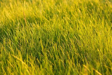 Green field grass 스톡 사진