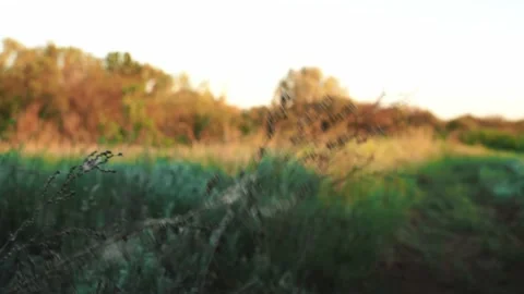 Green field grass rustle in the wind, beautiful waves, weed, steppe Vidéo 160058490