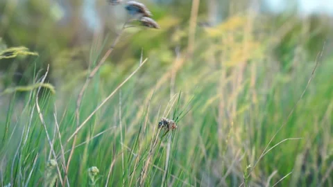 Green field grass rustle in the wind, beautiful waves, weed, steppe Vidéo 160058549