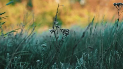 Green field grass rustle in the wind, beautiful waves, weed, steppe Vidéo 160058681