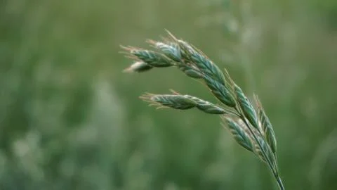 Green field grass, selective focus image, summer Stock Photos