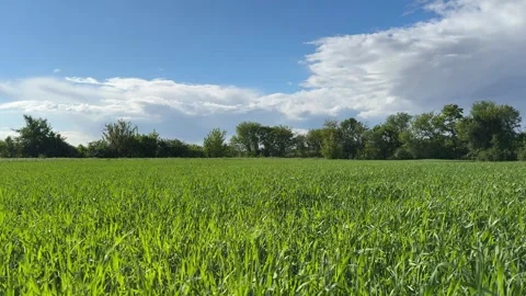 Green field of grass silage fodder crop and  sky. Stock Footage 309142180