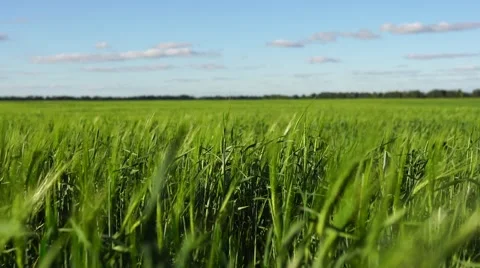 Green field grass wind and cloudy sky Video stock 66528655