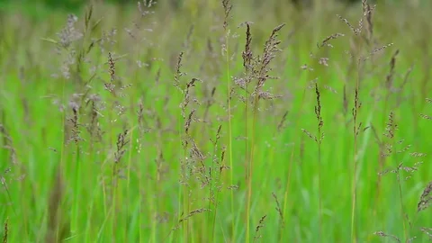 Green field grass in wind in summer Stock Footage 79677542