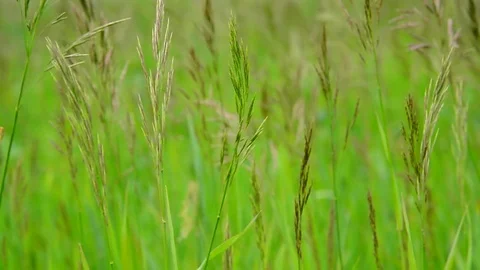 Green field grass in wind in summer Stock Footage 79677573