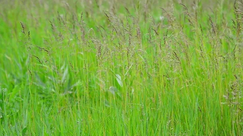 Green field grass in wind in summer Stock Footage 79677596