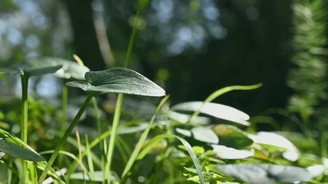 Green field grass in windy spring Stock Footage 104524111
