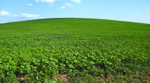 Green Field Landscape Background Stock Footage 50633570