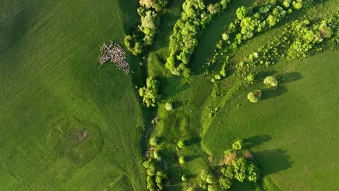 Green field landscape with flock of ship in spring aerial view Stock Footage 194468044