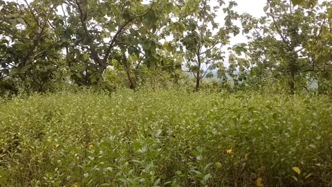 Green Field Landscape Stock Footage 329476885