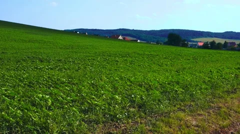 Green Field Landscape I. Stock Footage 50633607