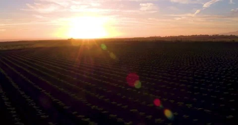 Green field landscape at sunset Stock-Footage 79725575