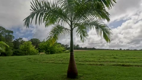 Green field lined with young palm trees in Saint Peter Parish Video stock 233316936