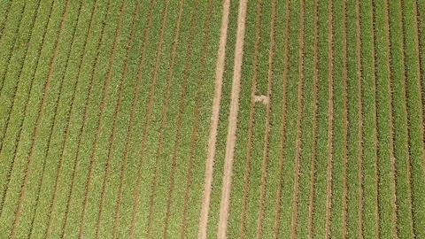 Green field in lines from above Video stock 125397237