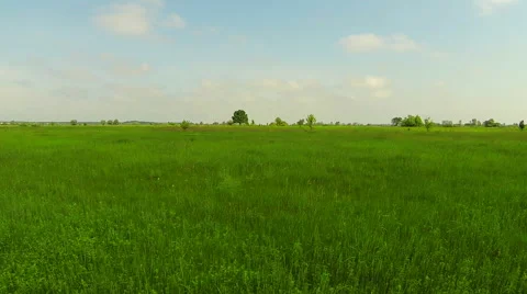 Green field with a lone tree. The camera moves in the side. Steadicam Stock Footage 50878655
