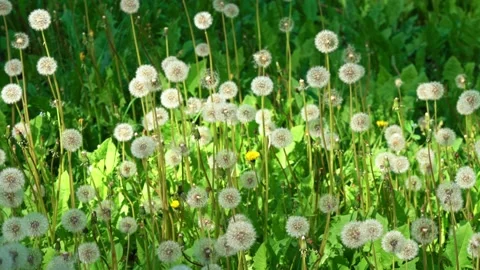 Green field with lots of dandelions Stock Footage 159441591