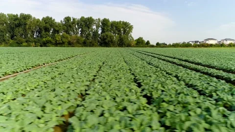 Green field low fly by Vidéo 161811854
