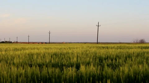 Green field in May. Road in background. Stock Footage 34750544