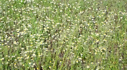 Green field with meadow grass blown by wind with daisy flowers Stock Footage 50962197