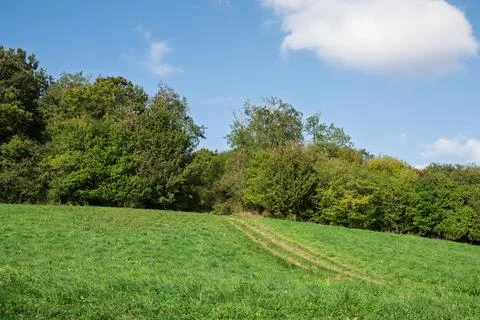 Green field meets the trees Stock Photos