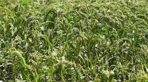 Green field of millet Stockbeeldmateriaal 52508185