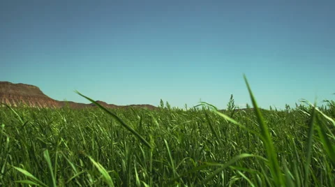 Green field with mountain Stock Footage 62900907