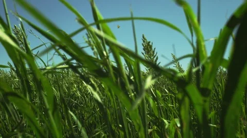 Green field with mountain 스톡 동영상 69714861