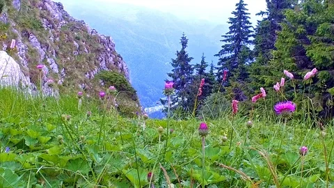 Green field on mountain Stock Footage 102721700