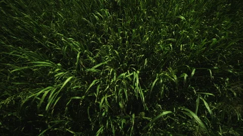 Green Field Move In Stock Footage 62902346