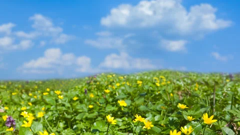 Green field with nice flowers, spring outdoor time lapse scene Stock Footage 178907693
