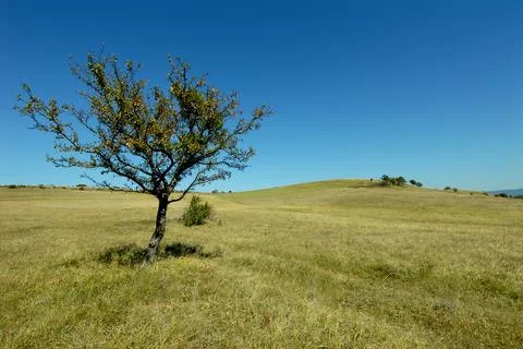 Green field with old tree Stock Photos