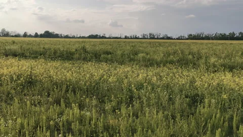 Green field in the open air Stock Footage 134201104